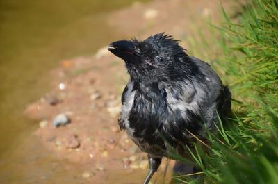 Close-up of bird perching on water