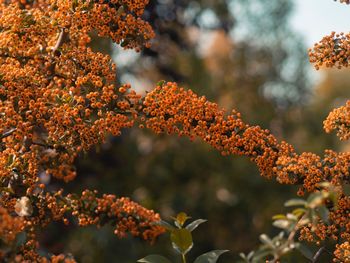 Close-up of orange flowering plant during autumn