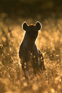 Hyena sitting amidst plants on land during sunset