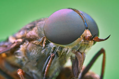 Close-up of fly on flower