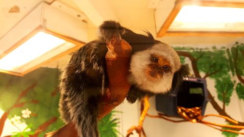 Close-up portrait of a monkey