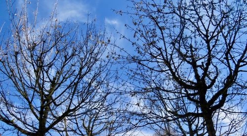 Low angle view of bare trees against blue sky