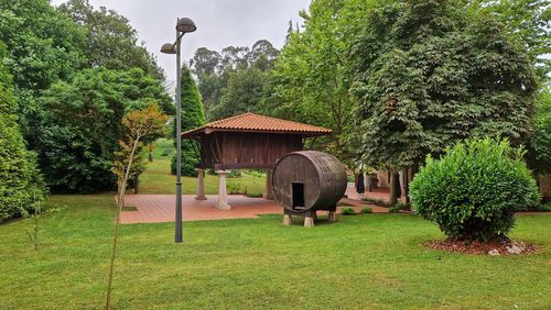 Trees in park