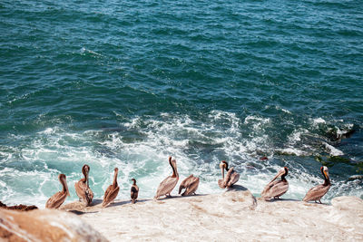 High angle view of pelicans on beach