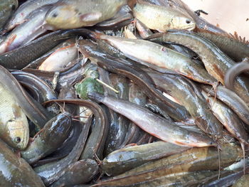 High angle view of fish for sale in market