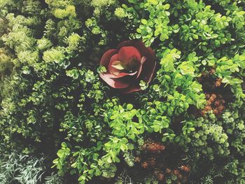 High angle view of roses on rose plant