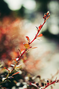 Close-up of red flowering plant