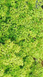 Plants growing on field