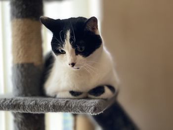 Close-up portrait of a cat