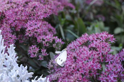 Close-up of pink flowering plants