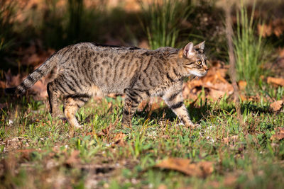 Portrait of cat on field