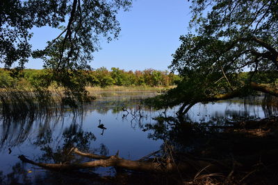 Reflection of trees in calm lake