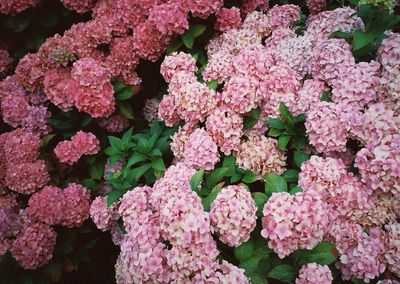 Close-up of pink flowers