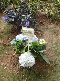 Close-up of flower bouquet