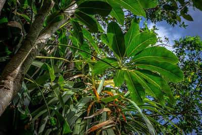 Low angle view of coconut palm tree