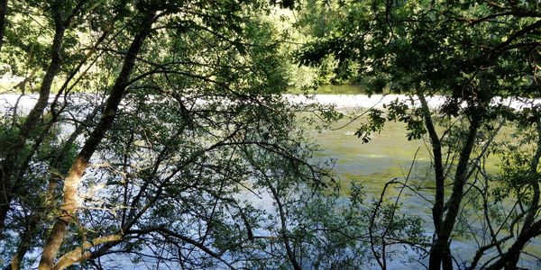 Scenic view of lake in forest