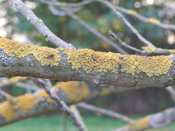 Close-up of plant against blurred background