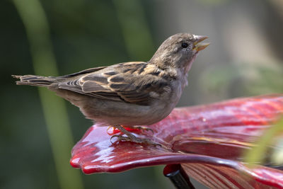 A close up of a house sparrow drinking water from the birdbath