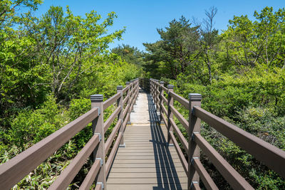 Empty wooden walkway amidst trees at hallasan national park