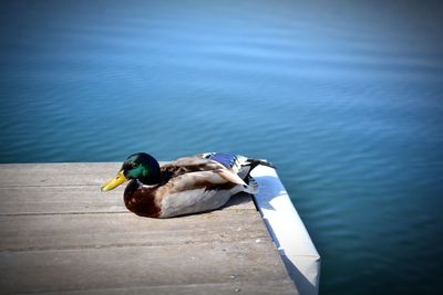 High angle view of mallard duck in lake