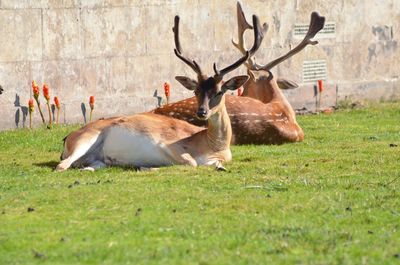 Deer eating grass on field