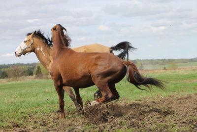 Horses on field against sky