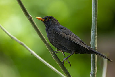 Close-up of bird perching on branch