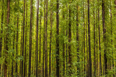 Pine trees in forest