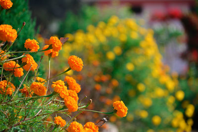 Beautiful marigold flowers in the garden