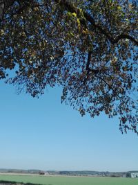 Tree on field against clear sky