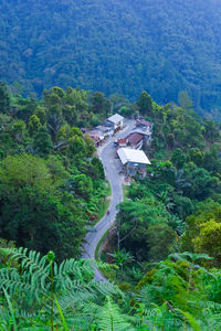 High angle view of trees in forest