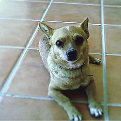 Close-up portrait of dog