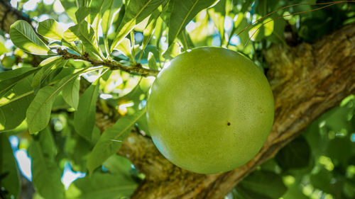 Close-up of lemon on tree