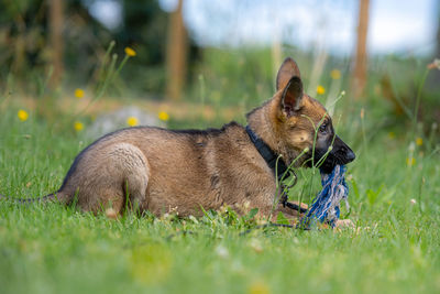 Dog lying on grass