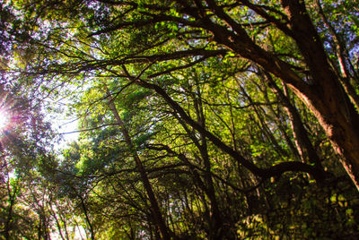 Low angle view of trees in forest against sky