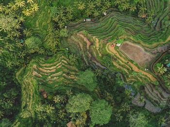 High angle view of agricultural field