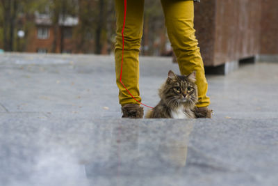 Low section of man standing by cat on street