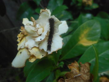 Close-up of flower plant