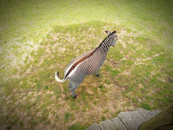 High angle view of giraffe on field