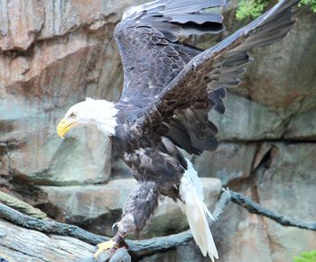 Close-up of eagle perching on rock