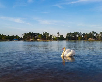 Lake with trees in background