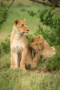 Lion cubs sit in bushes looking right