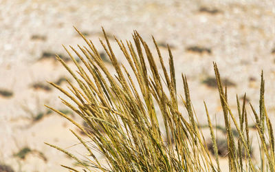 Close-up of stalks in field