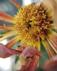 Close-up of hand holding flower