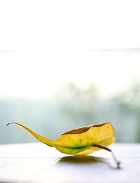 Close-up of yellow flower plant
