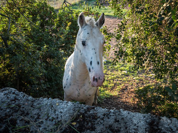 Portrait of horse standing against trees