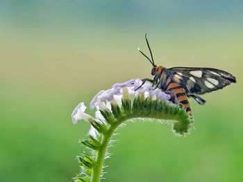 Butterfly in the garden