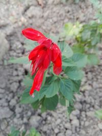 Close-up of red rose flower