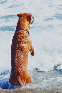 Dog sitting on shore against sky during winter
