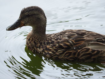 Close-up of duck in lake